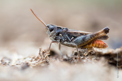 Omocestus haemorrhoidalis