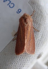 Denticucullus pygmina