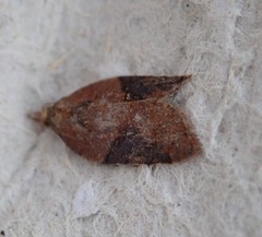 Acleris laterana