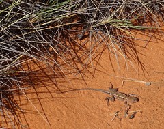 Ctenophorus spinodomus