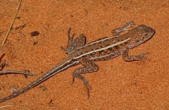 Ctenophorus spinodomus