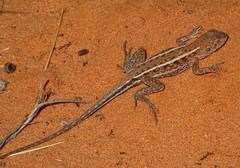 Ctenophorus spinodomus