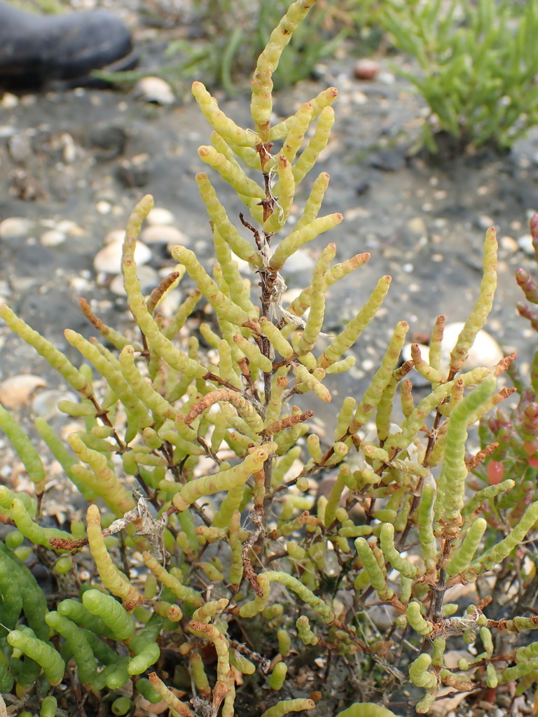 shiny glasswort