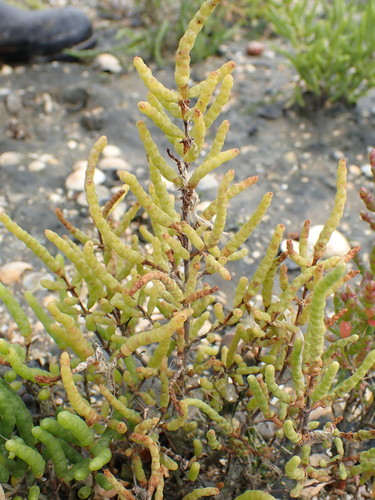 shiny glasswort (Salicornia emerici)