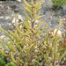 Shiny Glasswort - Photo no rights reserved