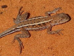 Ctenophorus spinodomus