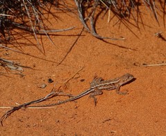 Ctenophorus spinodomus