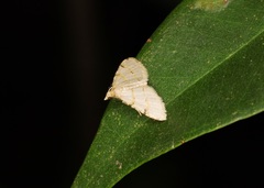 Chrioloba perpusilla