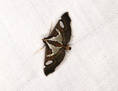 Glyphodes bicolor