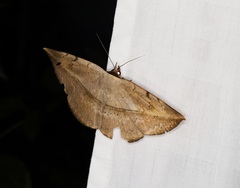 Hypopyra vespertilio
