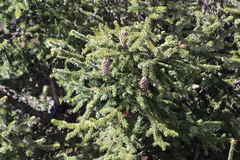 Picea asperata