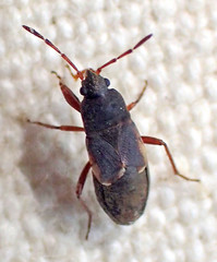 Eremocoris