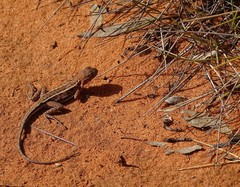 Ctenophorus spinodomus