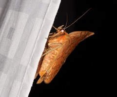 Hypopyra vespertilio