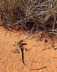 Ctenophorus spinodomus