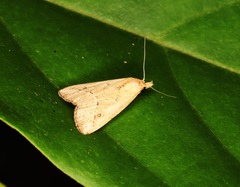 Luceria striata