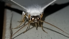 Sericoptera