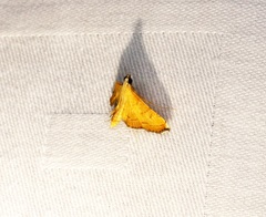 Mabra nigriscripta