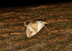 Maliattha separata