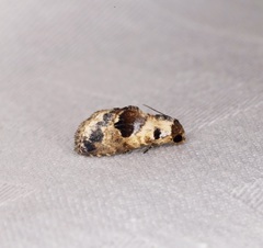 Meekistrotia molybdota