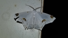 Sericoptera