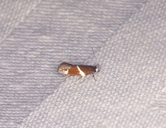 Promalactis longiuncata