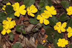Hibbertia lasiopus