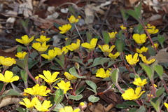Hibbertia lasiopus