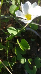 Oxalis dregei