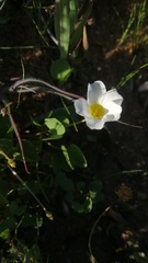 Oxalis dregei