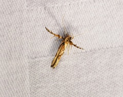 Stathmopoda stimulata
