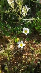 Oxalis dregei