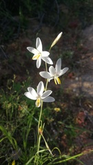 Hesperantha bachmannii