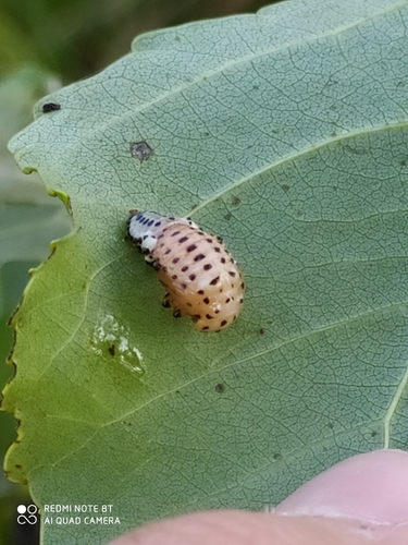 Poplar Leaf Beetle