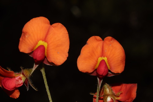 Image of Yellow-Eyed Flame Pea (Chorizema dicksonii) by (c) Tim Hammer, some rights reserved (CC BY)