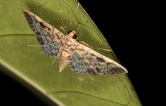 Rhimphaliodes macrostigma