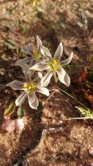 Moraea maximiliani