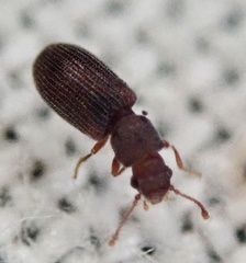 Berginus tamarisci