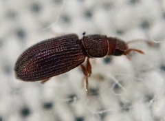 Berginus tamarisci
