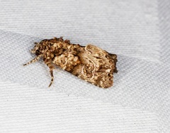 Callopistria guttulalis