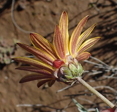 Arctotis lanceolata