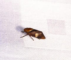 Drabescus