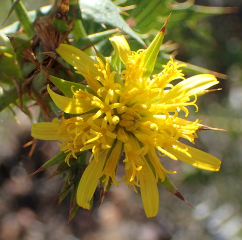 Image of Berkheya cruciata by (c) Nicola van Berkel, some rights reserved (CC BY-SA)