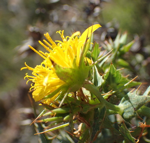 Image of Berkheya cruciata by (c) Nicola van Berkel, some rights reserved (CC BY-SA)