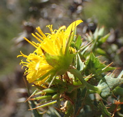 Berkheya cruciata