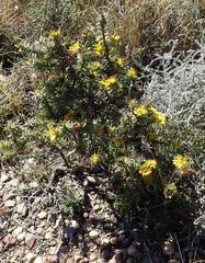 Oedera capensis