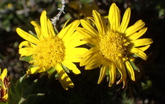 Oedera capensis