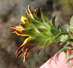 Oedera capensis