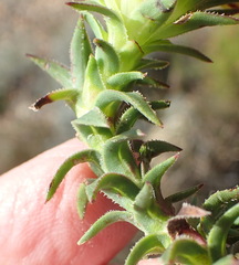Oedera capensis