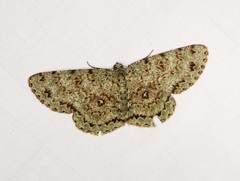 Ophthalmitis herbidaria